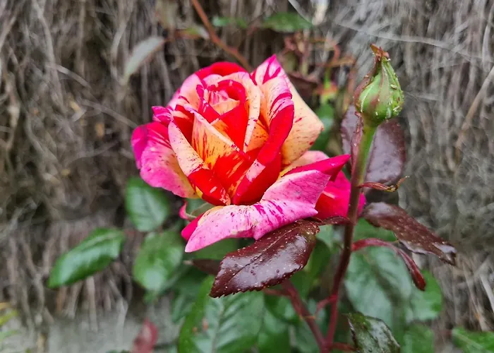 Initial By Balladins Bordeaux / 2*